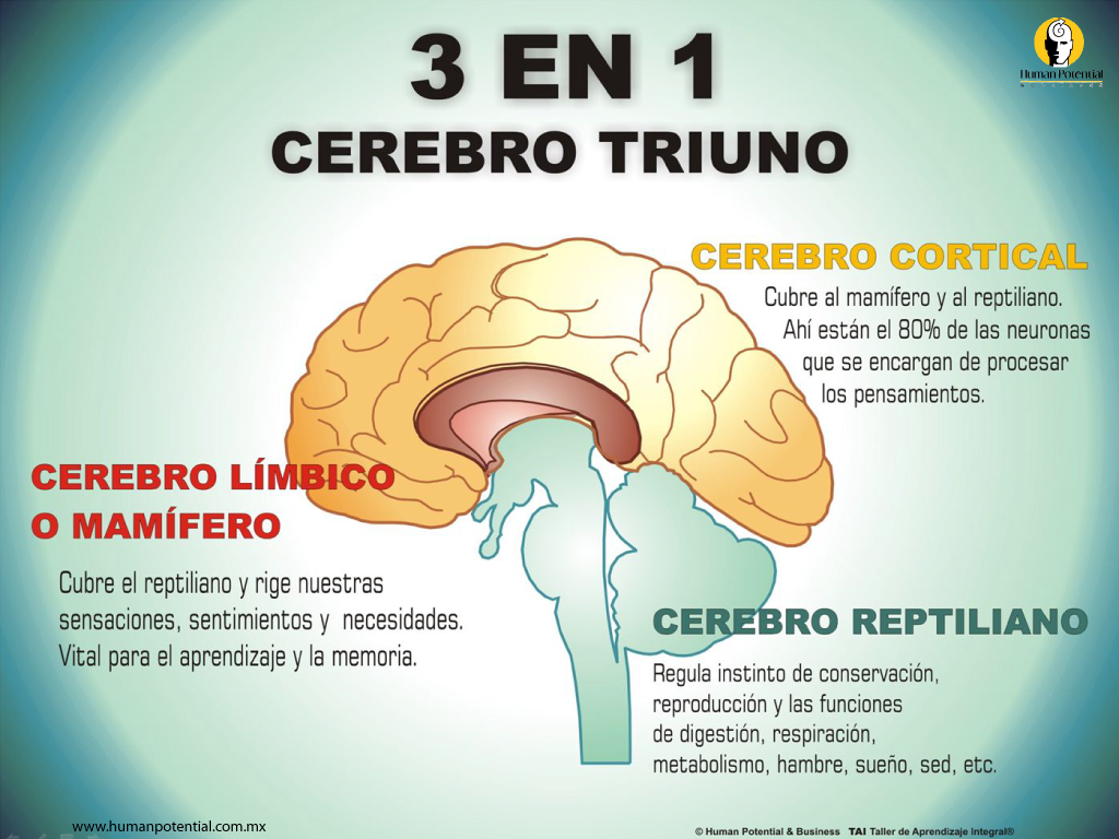 Dónde actúa la Terapia de Reprocesamiento EMDR y porqué es tan rápida? /  Gabriel Malina